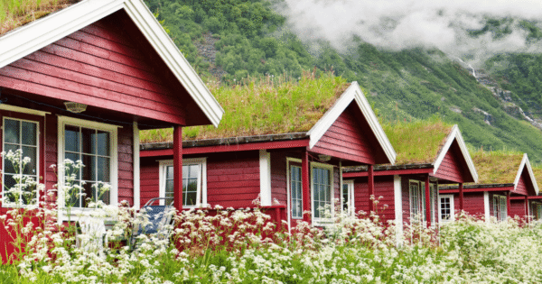 Zielone dachy - Ekologiczna inwestycja, która odmieni Twój dom i miasto - PBABUD